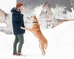 Собаки в Москве: Лэнвилл спокойный, обаятельный и умный пёс Мальчик, Бесплатно - фото 7