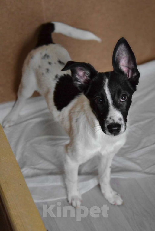 Собаки в Волгограде: Луна ищет дом Девочка, Бесплатно - фото 1