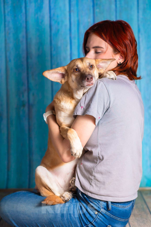 Собаки в Москве: Домашняя собака в поисках семьи Девочка, Бесплатно - фото 8