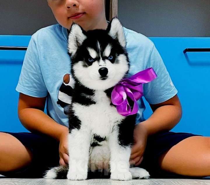 Собаки в Нальчике: Хаски Щенки Разных окрасов Разнополые, Бесплатно - фото 1