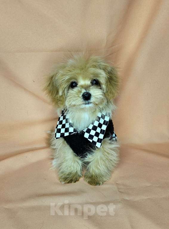 Собаки в Москве: Мальтипу девочка щенок Девочка, 80 000 руб. - фото 3