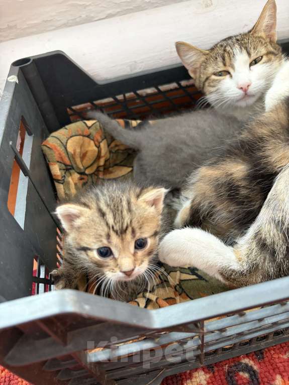 Кошки в Челябинске: Отдам котенка мальчика в добрые руки Мальчик, Бесплатно - фото 3