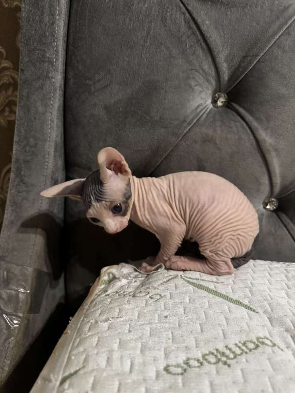 Кошки в Новосибирске: Продам канадского сфинкса мальчик Мальчик, 11 000 руб. - фото 8