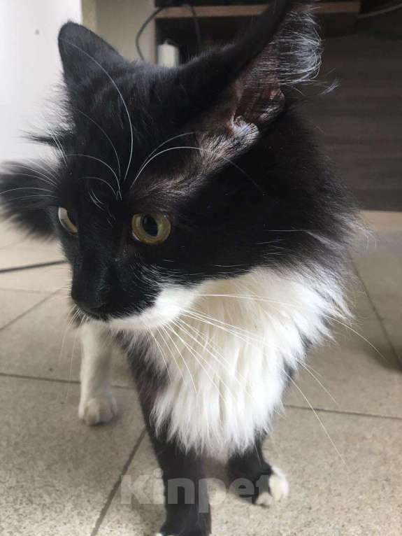 Кошки в Санкт-Петербурге: пропал кот Мальчик, Бесплатно - фото 2