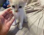 Кошки в Волжском: Сфинкс браш Мальчик, Бесплатно - фото 1