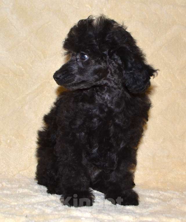 Собаки в Глазове: Ололош и Овечкин, той пудель СКОР Мальчик, 30 000 руб. - фото 4