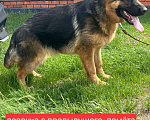 Собаки в Липецке: Немецкая овчарка, щенок Мальчик, 34 000 руб. - фото 7