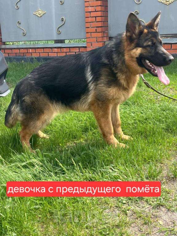 Собаки в Липецке: Немецкая овчарка, щенок Мальчик, 34 000 руб. - фото 7