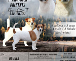 Собаки в Хабаровске: Щенки Джек Рассел терьер, 35 000 руб. - фото 2