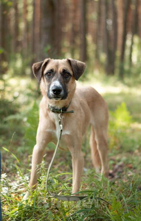 Собаки в Ногинске: Скромная Нила ищет своих Девочка, Бесплатно - фото 2