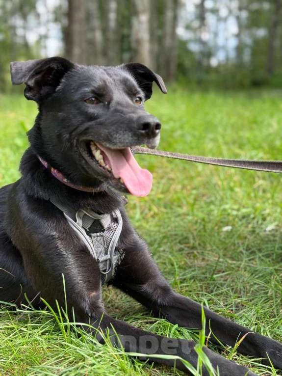 Собаки в Москве: Маленький пес Чили из приюта Мальчик, Бесплатно - фото 2