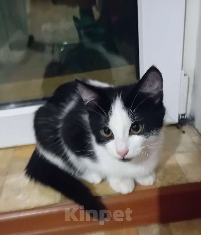 Кошки в Самаре: Прекрасный кошачий мальчишка Мальчик, Бесплатно - фото 3