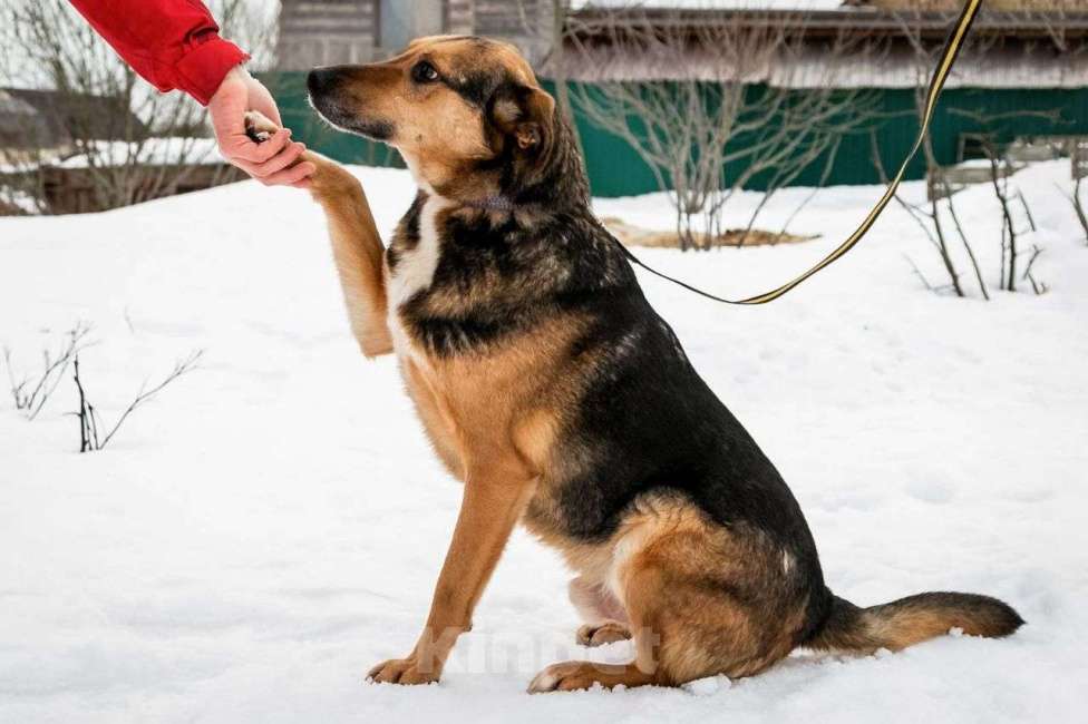 Собаки в Москве: Надежный  и золотой пес ждет свою семью. Мальчик, 10 руб. - фото 4