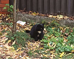 Кошки в других городах Московской области: Котят в добрые руки  Мальчик, Бесплатно - фото 1