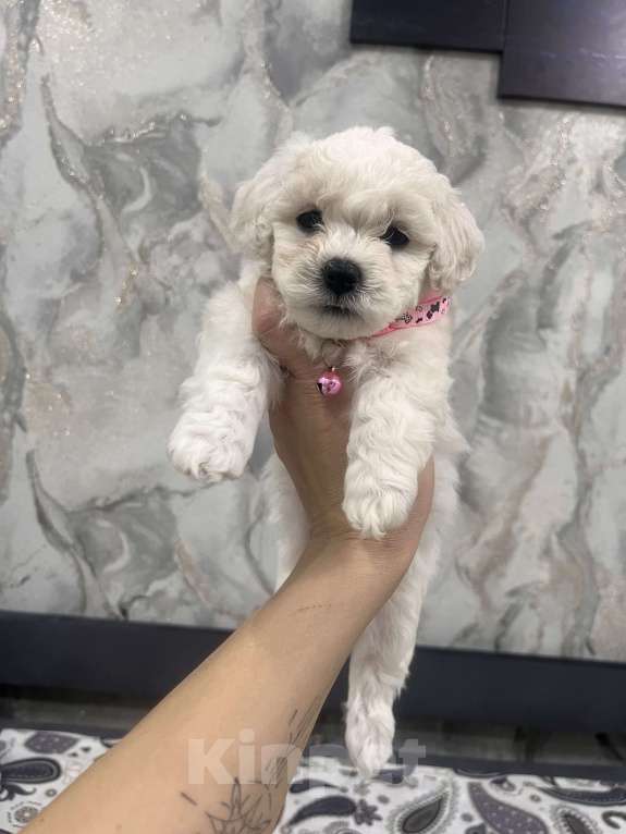 Собаки в Иркутске: Готовы переехать в новый дом, милые щенки породы Бишон фризе. 5 Родились 25.08.25. Девочка, 45 000 руб. - фото 3