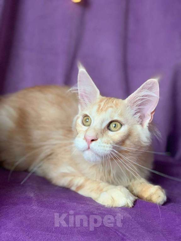 Кошки в Челябинске: КОТЕНОК МЕЙН-КУН  Мальчик, Бесплатно - фото 10