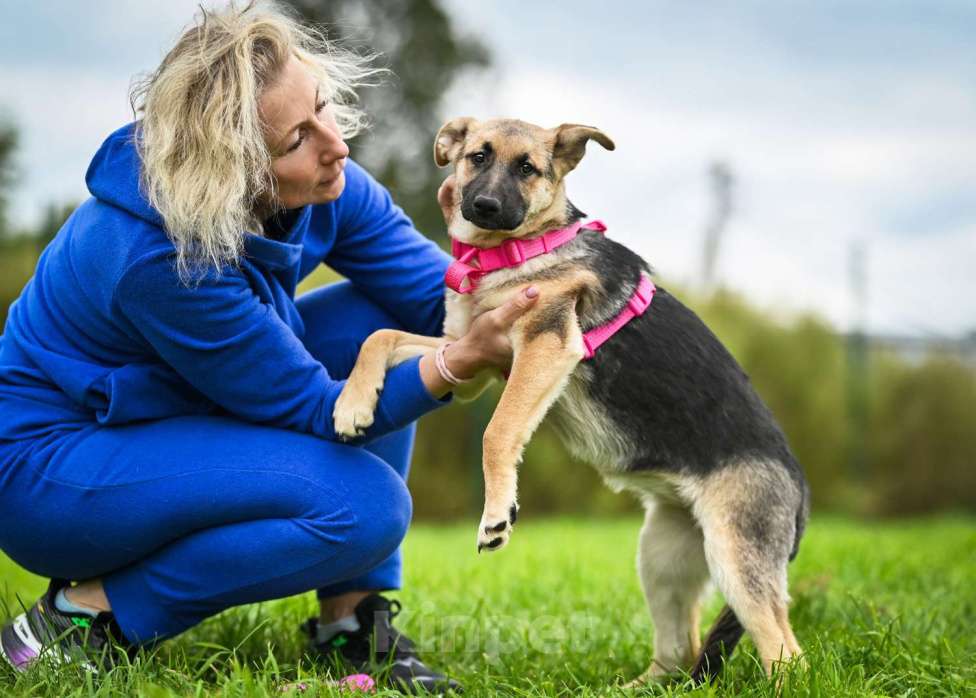 Собаки в других городах Московской области: Несомненный лидер и просто красавица:) Девочка, Бесплатно - фото 5