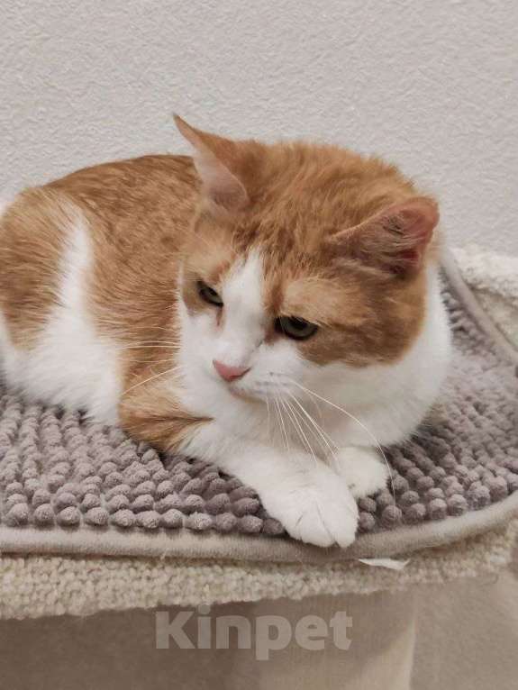 Кошки в Москве: Найдись, хозяин для ласковой Алиски Девочка, Бесплатно - фото 3