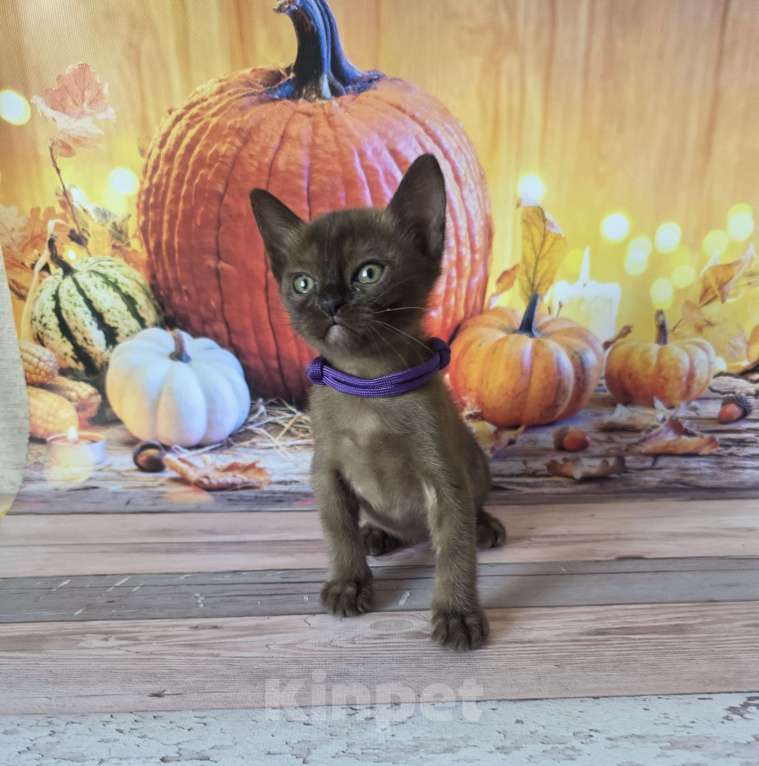 Кошки в других городах Ленинградской области: Бурманские котята Мальчик, 40 000 руб. - фото 2