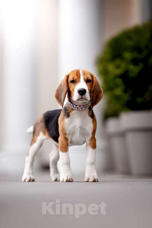 Собаки в других городах Московской области: Бигль, кобель 4 мес., РКФ Мальчик, Бесплатно - фото 4