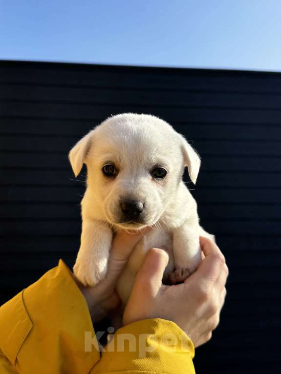 Собаки в других городах Ставропольского края: Белка Девочка, Бесплатно - фото 2