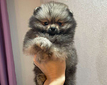Собаки в Москве: Шпиц померанский мини и микро размер Мальчик, 30 000 руб. - фото 5