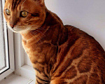 Кошки в Угличе: Вязка, 3 000 руб. - фото 1