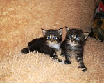 Кошки в Нововоронеже: Котята мейн-кун, 10 000 руб. - фото 6