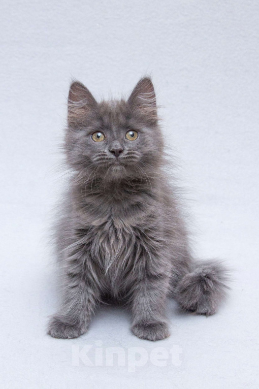 Кошки в Москве: Котёнок Йода в добрые руки  Девочка, Бесплатно - фото 3