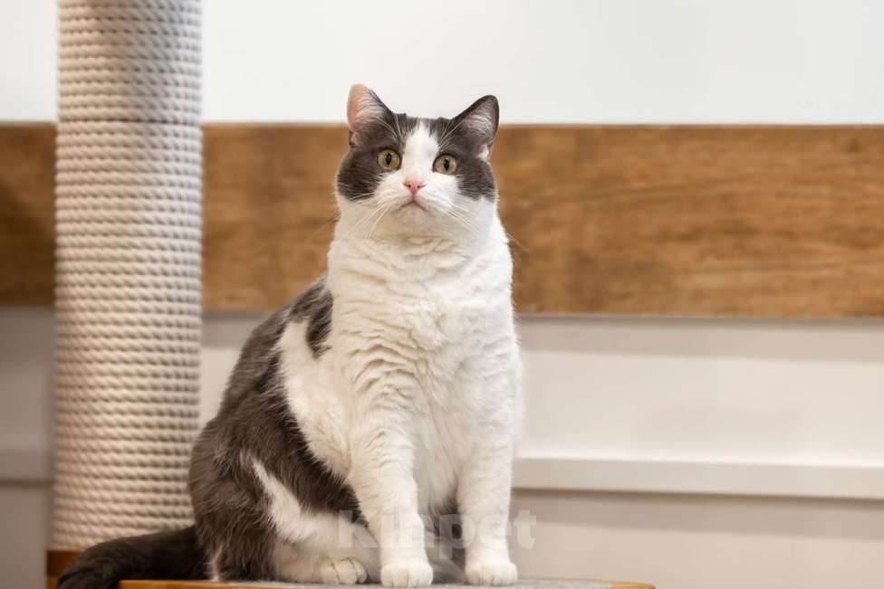 Кошки в Москве: кошка Аглая в добрые руки Девочка, Бесплатно - фото 4