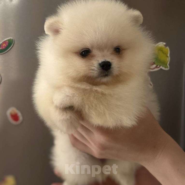 Собаки в Москве: Милые девочки Девочка, 65 000 руб. - фото 1