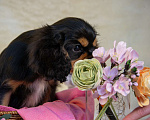 Собаки в Электростали: Мальчики кавалер кинг чарльз спаниеля🐾 **Щенки кавалер-кинг-чарльз-спаниеля (чёрно-подпалые, мальчи Мальчик, 90 000 руб. - фото 3