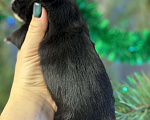 Собаки в Тольятти: Щенок длинношерстной чихуахуа, очень смышленая и игривая девочка, рождена 16 декабря  Девочка, Бесплатно - фото 3