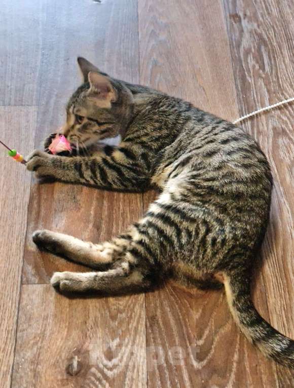 Кошки в Санкт-Петербурге: Котёнок в самые добрые руки . Девочка, Бесплатно - фото 4