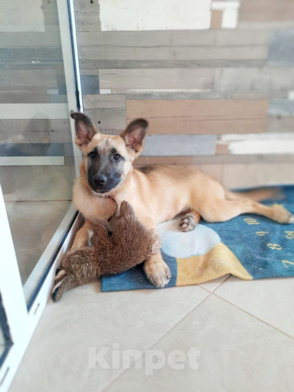 Собаки в Рязани: Щенок от небольшой собачки Девочка, Бесплатно - фото 2