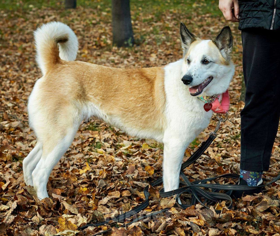 Собаки в Москве: Веселая Берта ищет дом Девочка, Бесплатно - фото 3