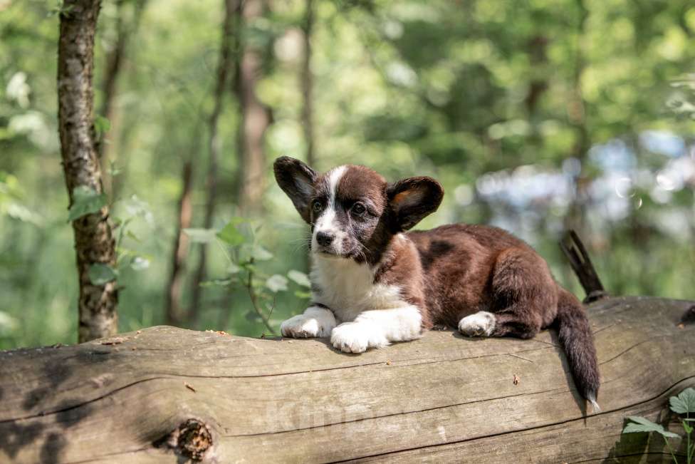 Собаки в Москве: Корги щенок Девочка, 30 000 руб. - фото 6