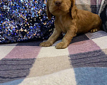 Собаки в Стерлитамаке: Щенки Мальчик, 11 000 руб. - фото 3