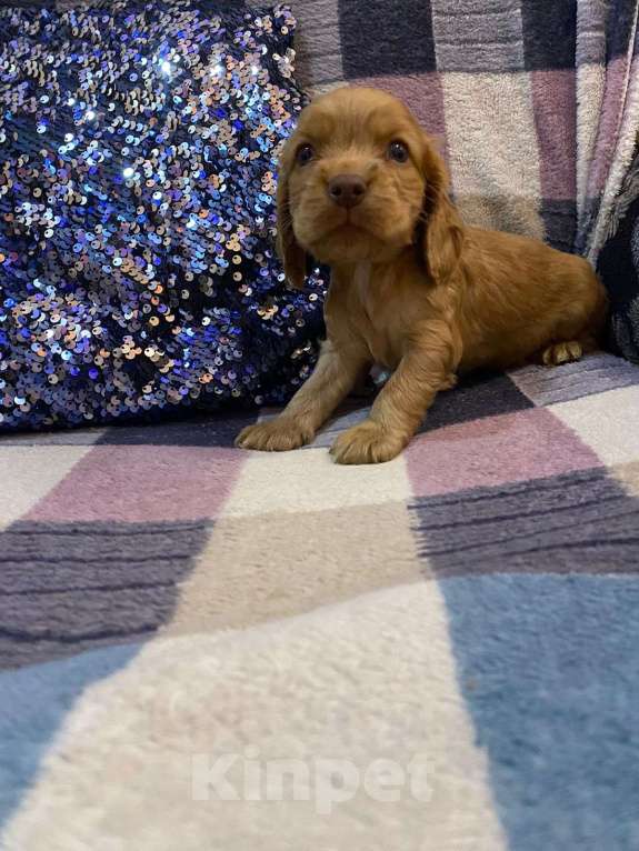 Собаки в Стерлитамаке: Щенки Мальчик, 11 000 руб. - фото 3