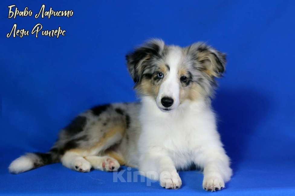 Собаки в Рязани: Подрощеные щенки шелти. Мальчик, 50 000 руб. - фото 3