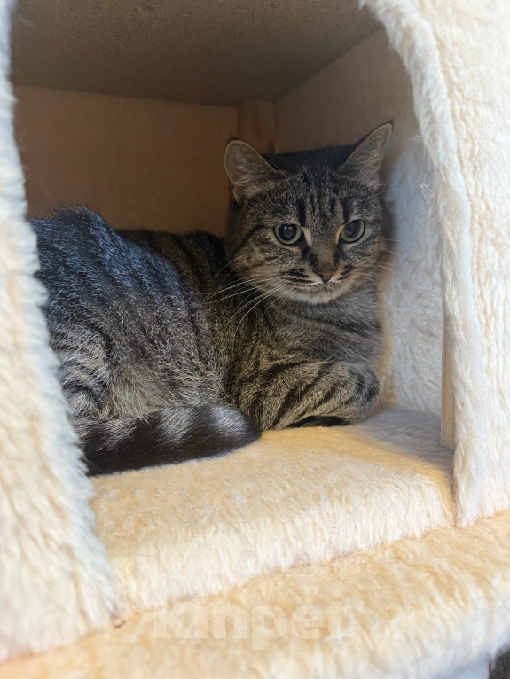 Кошки в Санкт-Петербурге: Кошка очарование Девочка, Бесплатно - фото 1