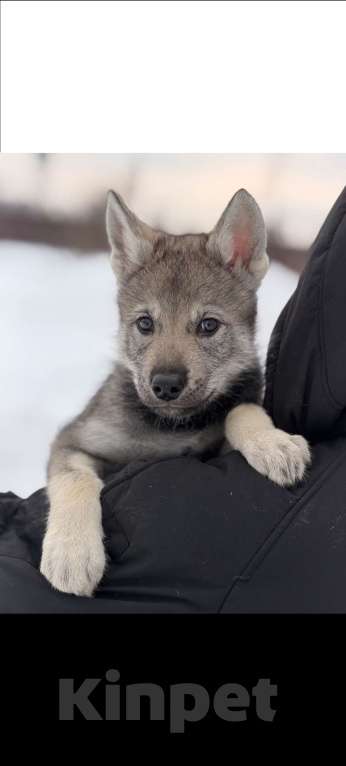 Собаки в Москве: щенки Волкособа Мальчик, 35 руб. - фото 5