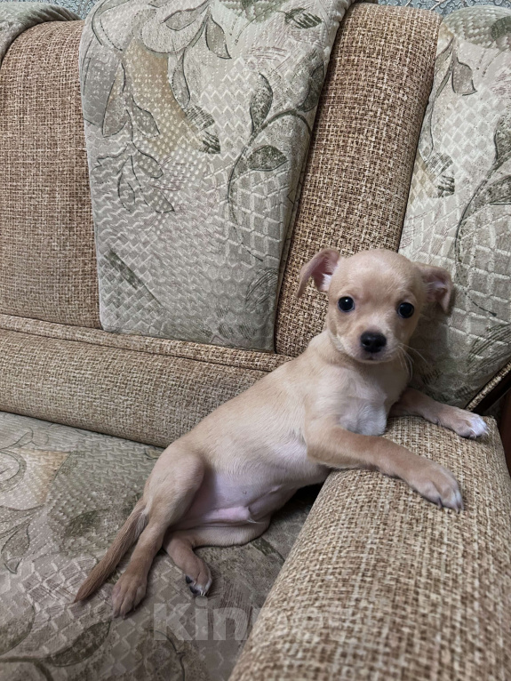 Собаки в Воронеже: Славный щеночек чихуахуа  Мальчик, 10 000 руб. - фото 4