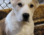 Собаки в Кемерово: Щенок среднеазиатской овчарки Мальчик, 40 000 руб. - фото 3