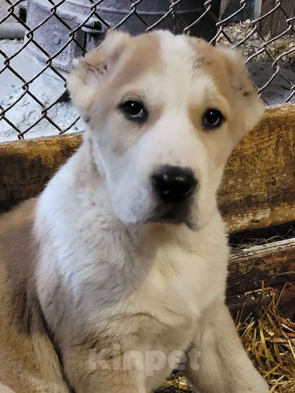 Собаки в Кемерово: Щенок среднеазиатской овчарки Мальчик, 40 000 руб. - фото 3
