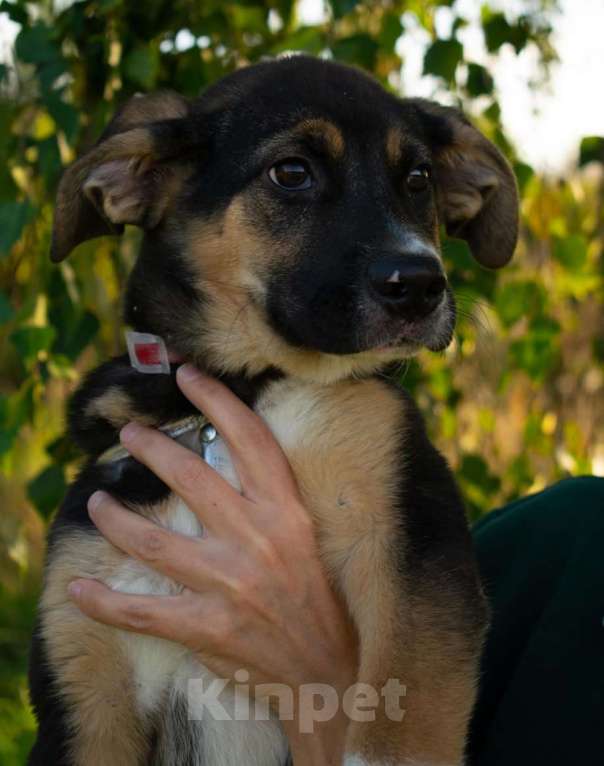 Собаки в Москве: Весёлый трехцветный щенок Черри в добрые руки Девочка, 1 руб. - фото 4