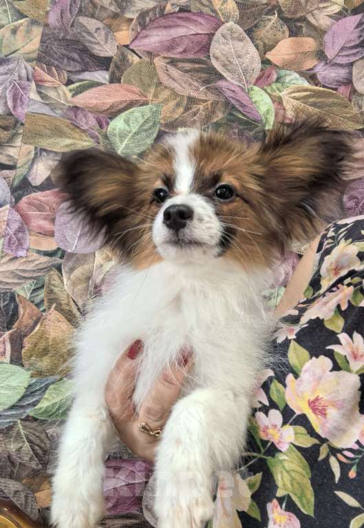 Собаки в Москве: Папийон мальчик Мальчик, 35 000 руб. - фото 2