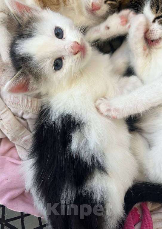 Кошки в Вологде: Отдадим котёнка в добрые руки Мальчик, Бесплатно - фото 1
