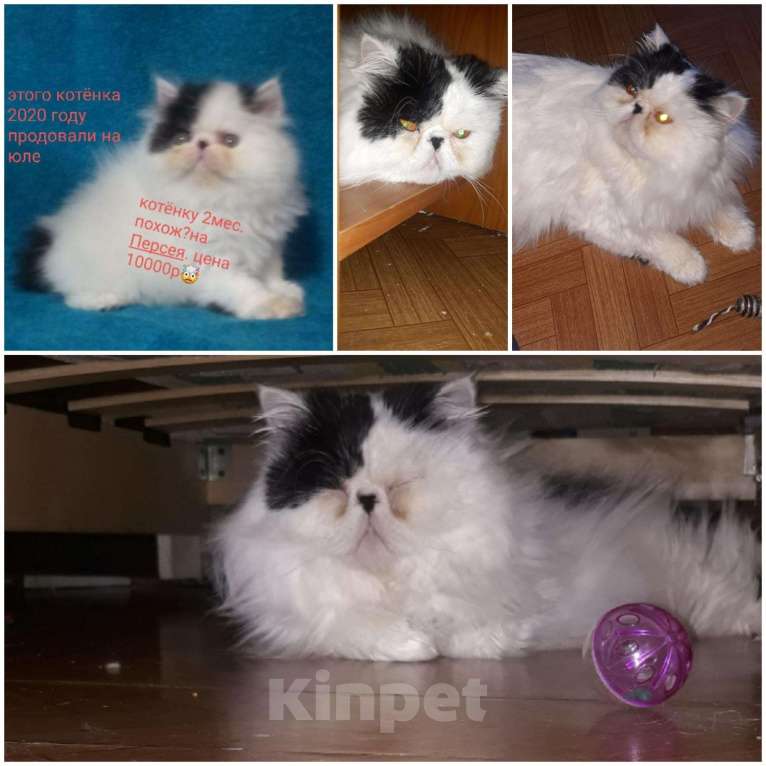 Кошки в Новокубанске: Персидский кот., 2 500 руб. - фото 1