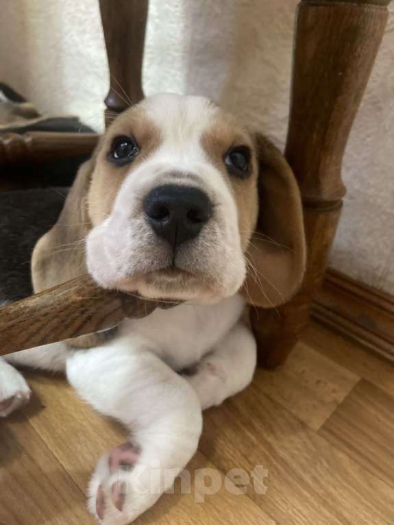 Собаки в Севастополе: Бигель Мальчик, 60 000 руб. - фото 5